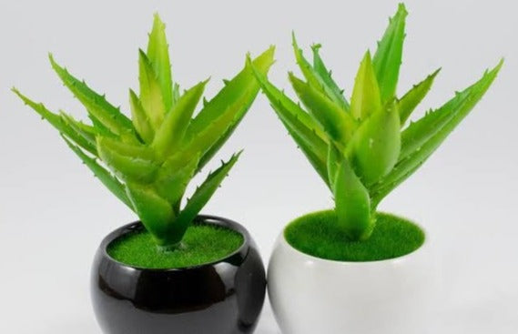 Circular Pot Plant - iSurfaces