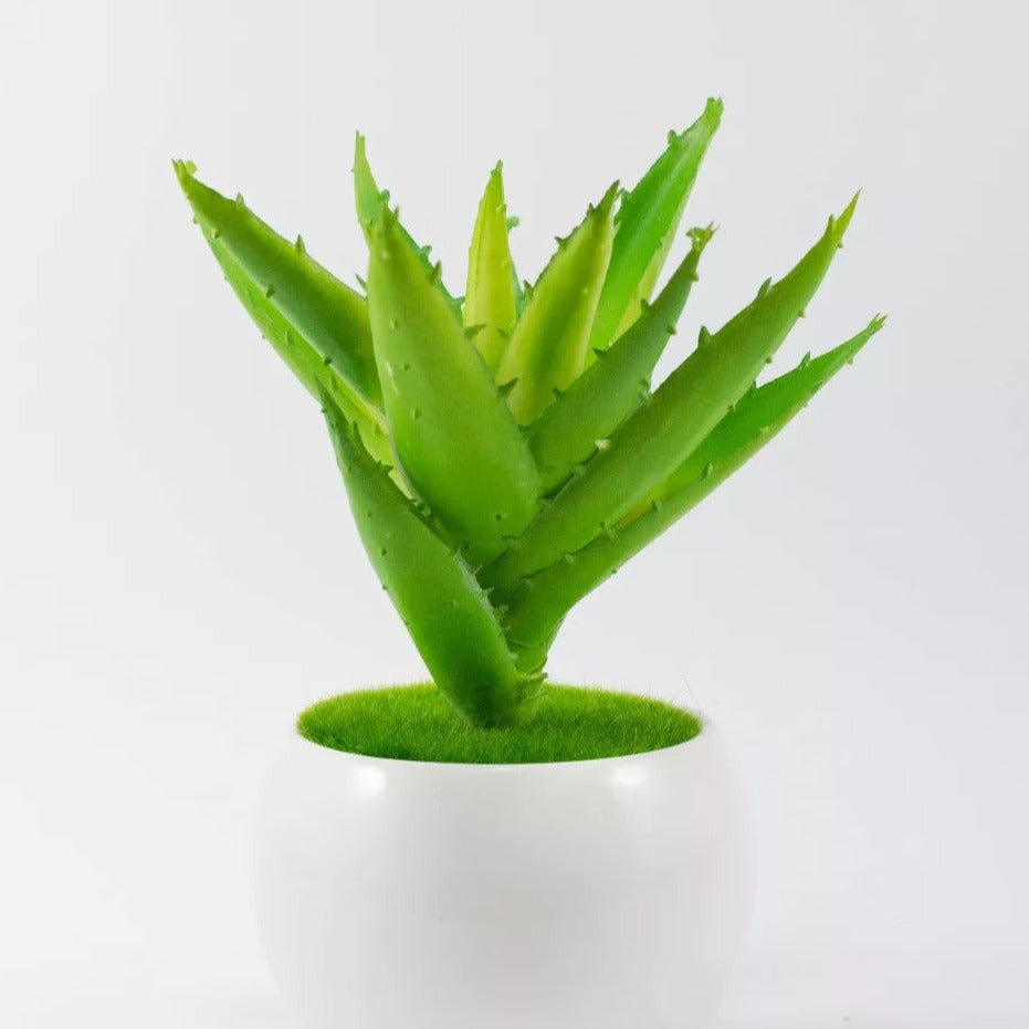 Circular Pot Plant - iSurfaces