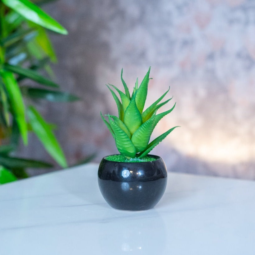 Circular Pot Plant - iSurfaces