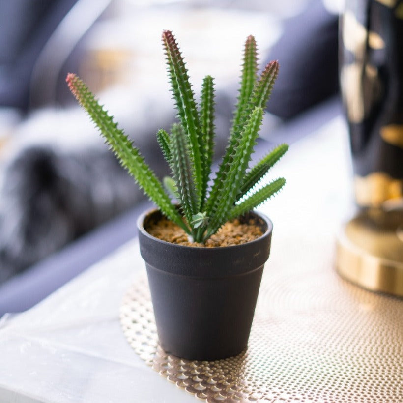 Cactus Planter Pot - iSurfaces