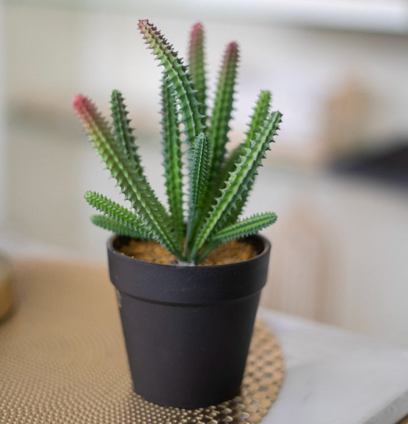 Cactus Planter Pot - iSurfaces